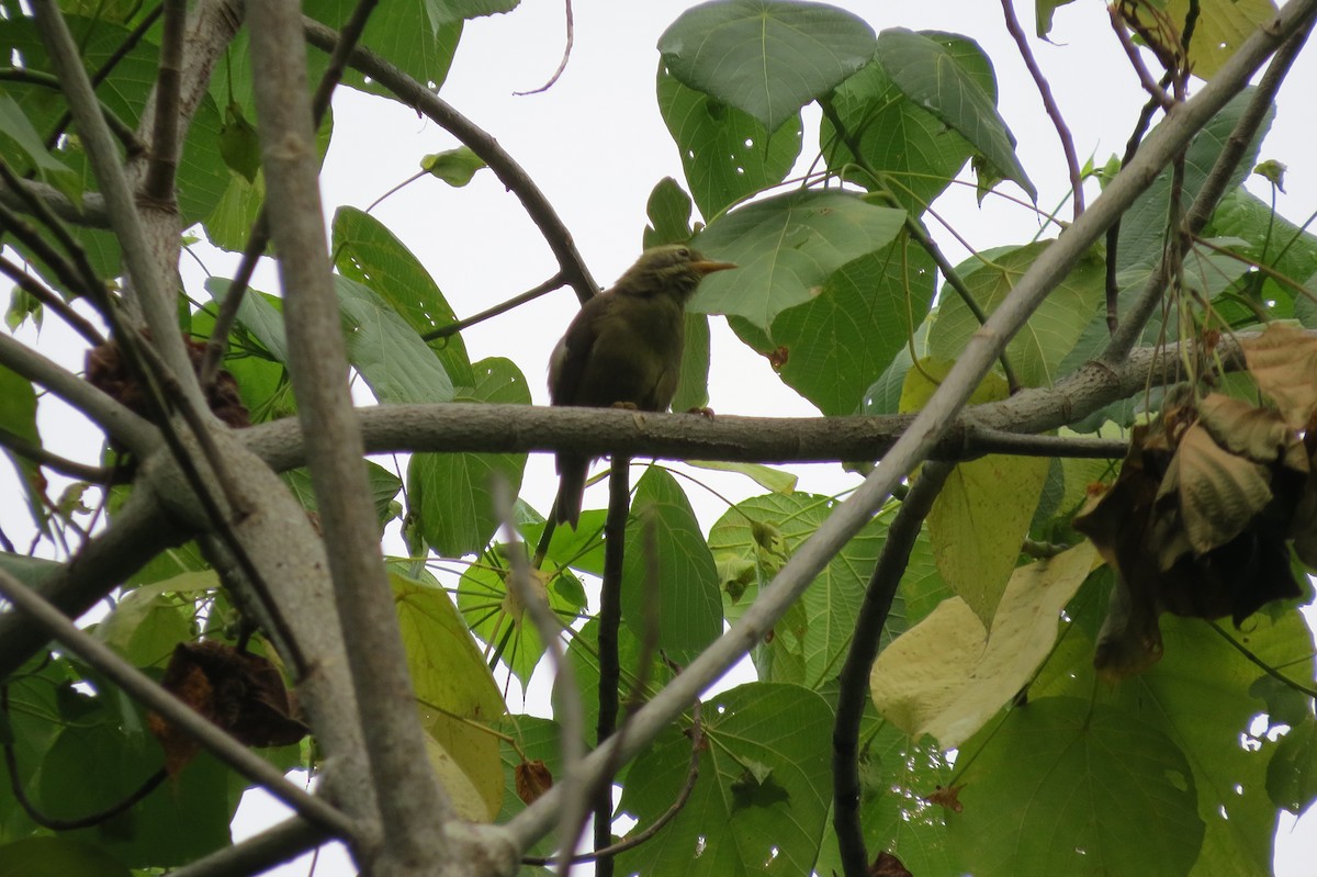 Giant White-eye - ML635587480