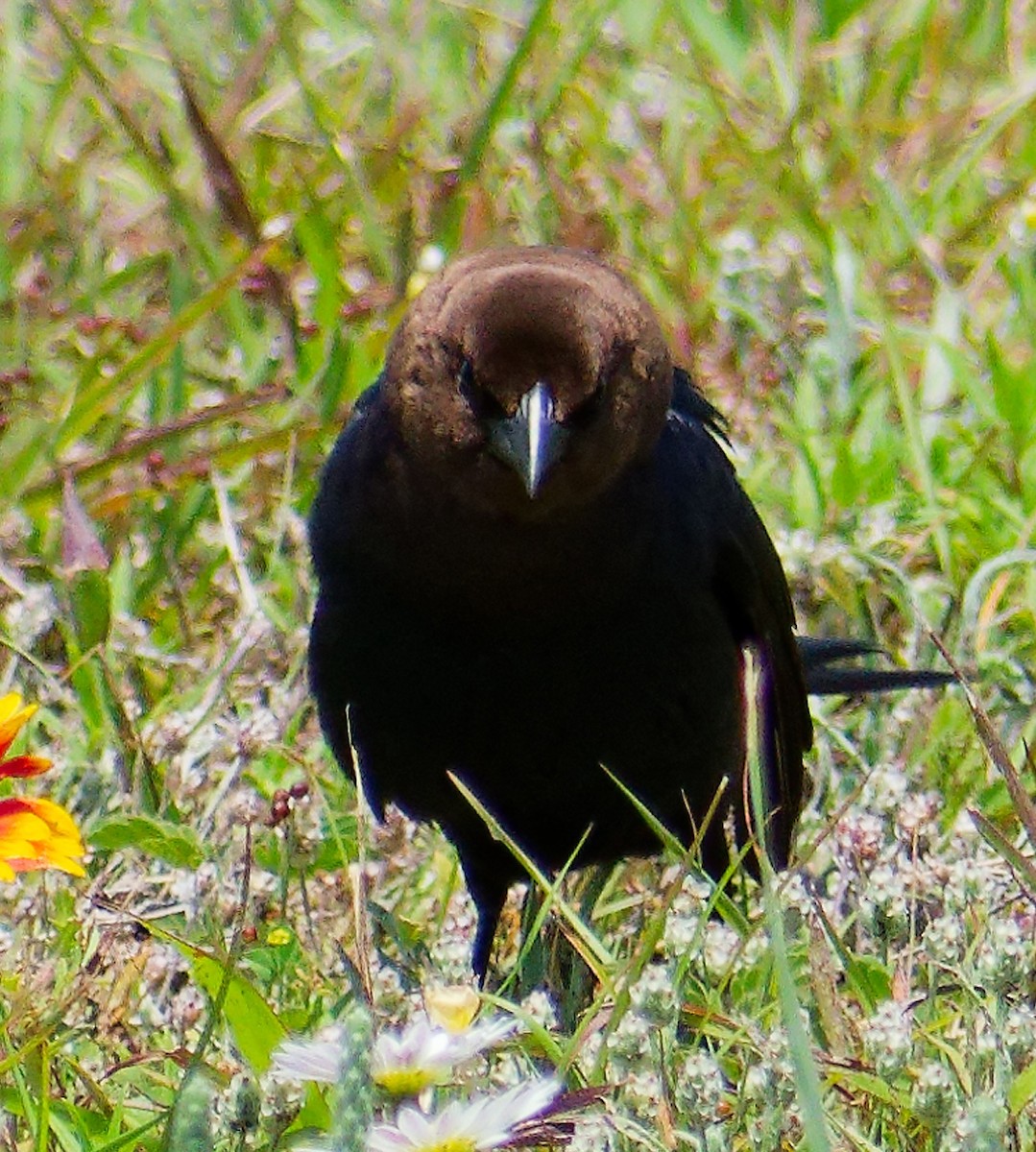 Brown-headed Cowbird - ML635587485