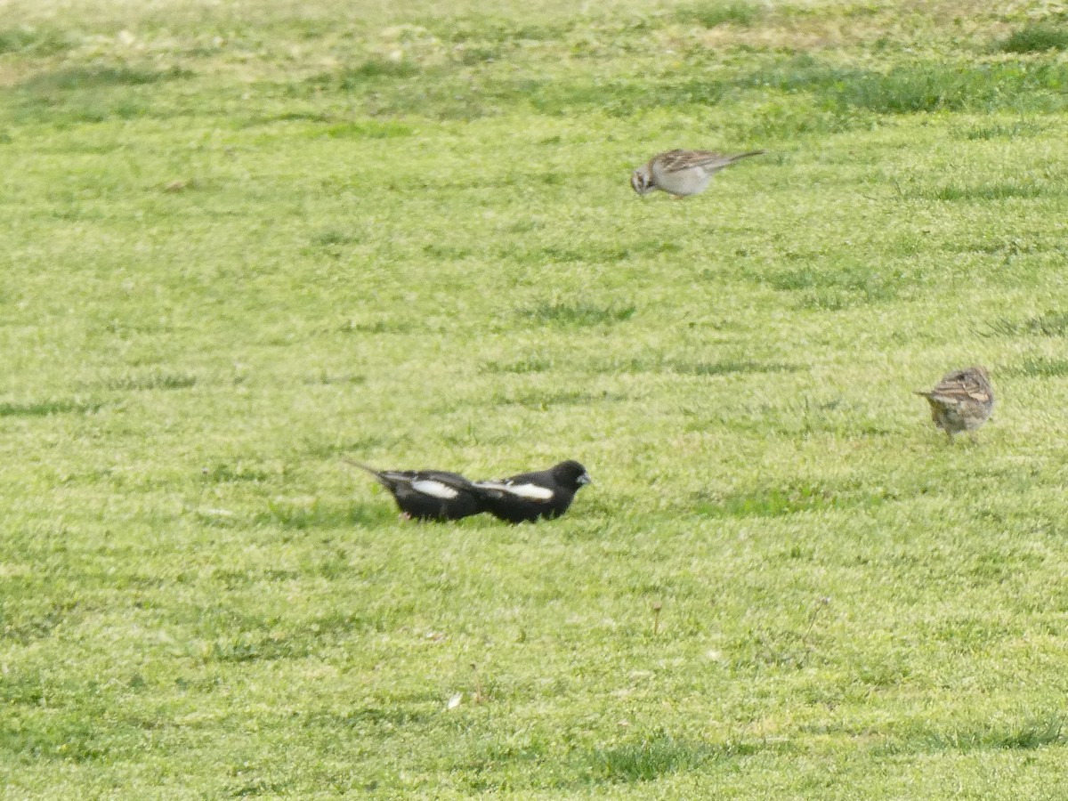 Lark Bunting - ML635587534