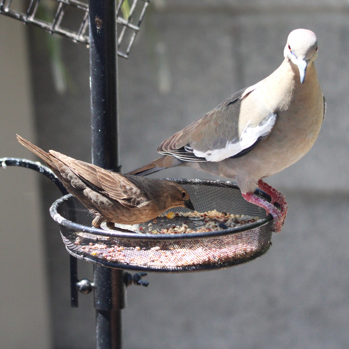 Brown-headed Cowbird - ML635587551
