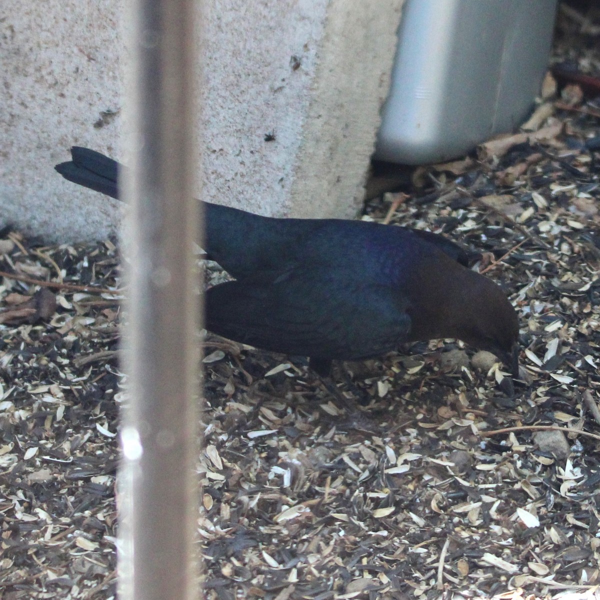 Brown-headed Cowbird - ML635587564