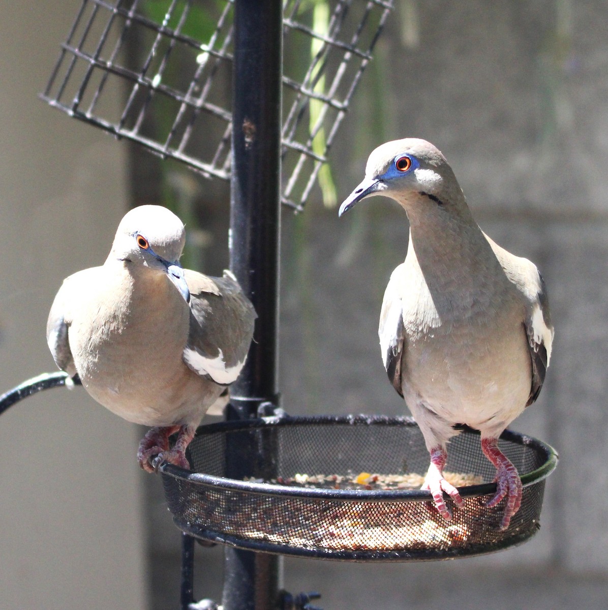 White-winged Dove - ML635587599