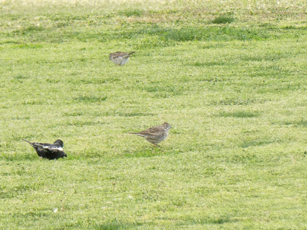 Lark Bunting - ML635587664