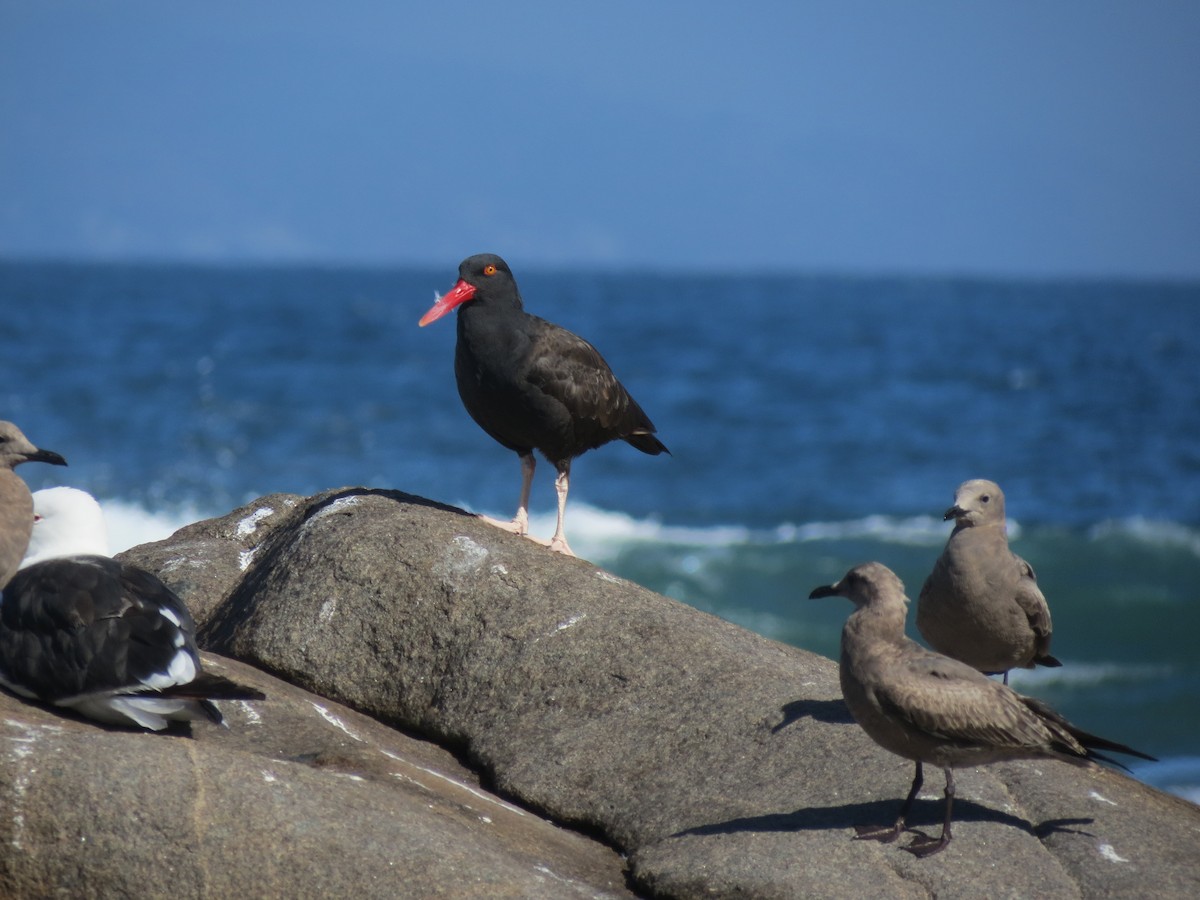 Blackish Oystercatcher - ML635587667