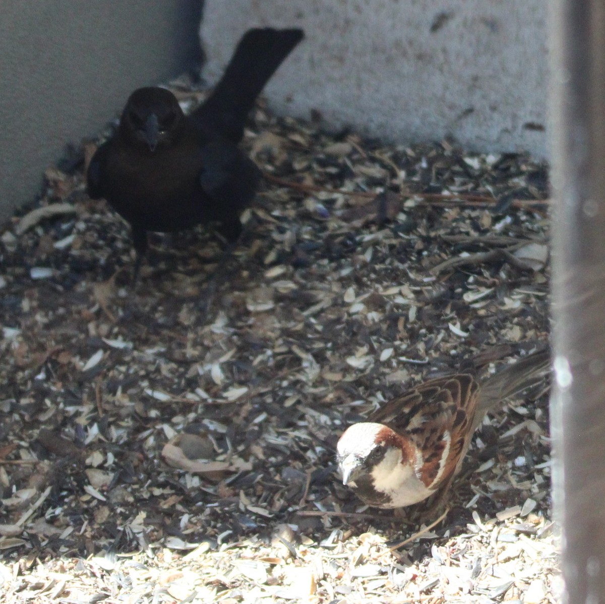 House Sparrow - ML635587680