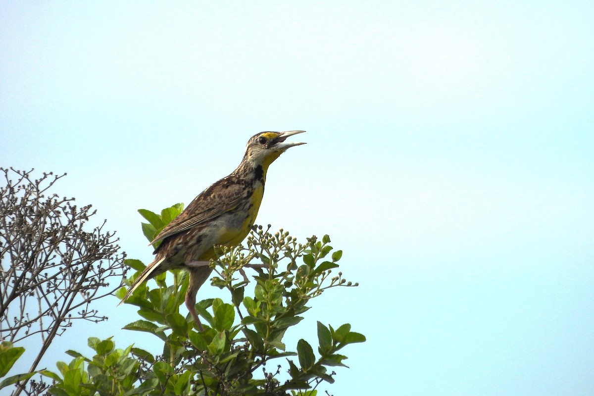 Eastern Meadowlark - ML635587690
