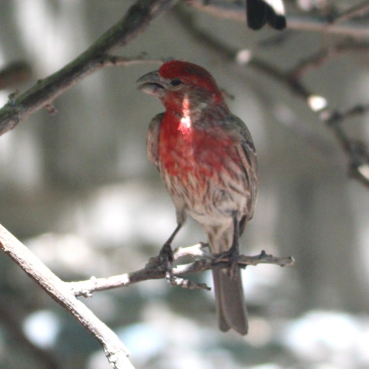 House Finch - ML635587700