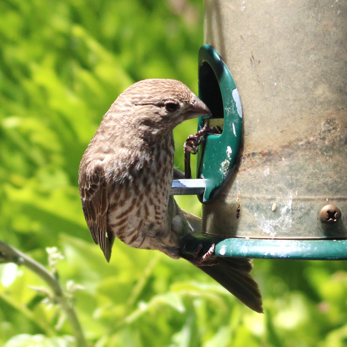 House Finch - ML635587701