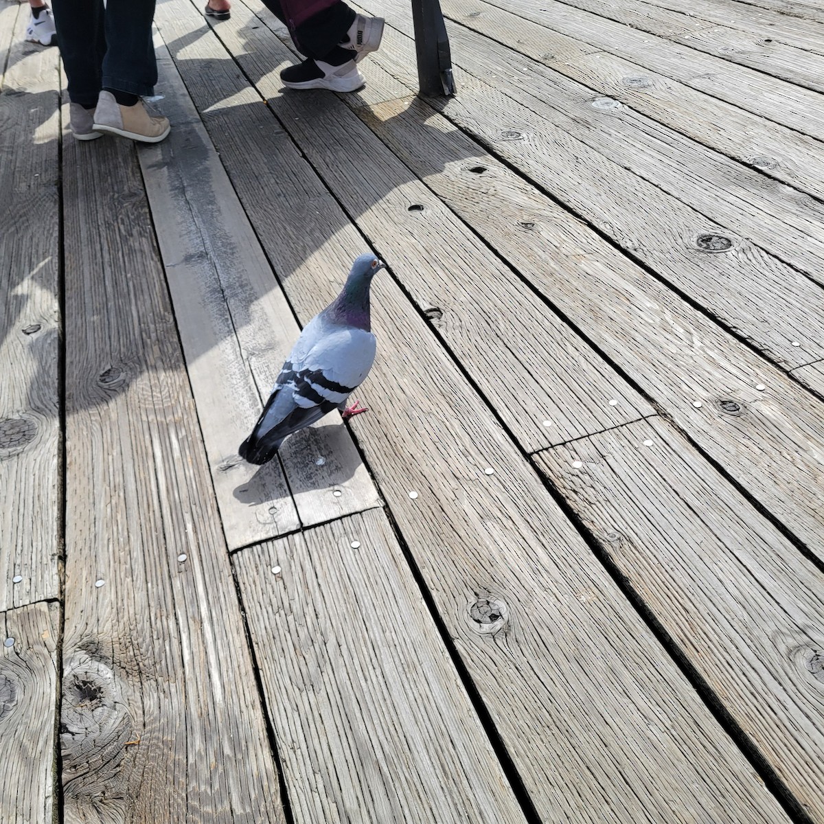 Rock Pigeon (Feral Pigeon) - ML635587725