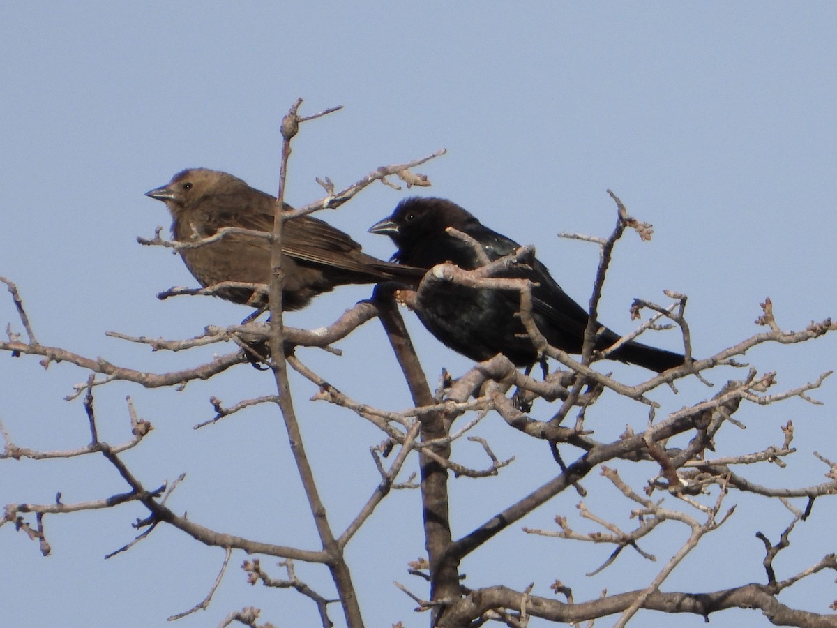 Brown-headed Cowbird - ML635587774