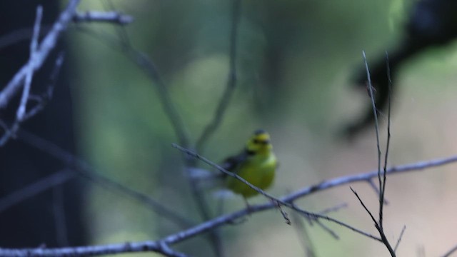 hetteparula - ML635587786