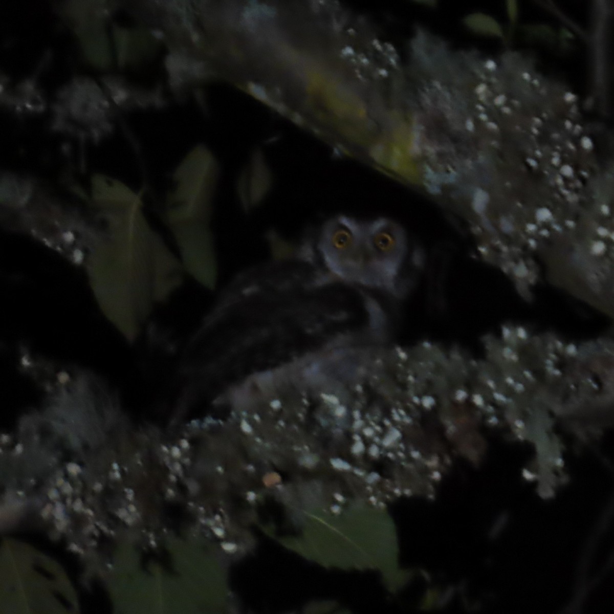 Koepcke's Screech-Owl (Koepcke's) - ML635587810