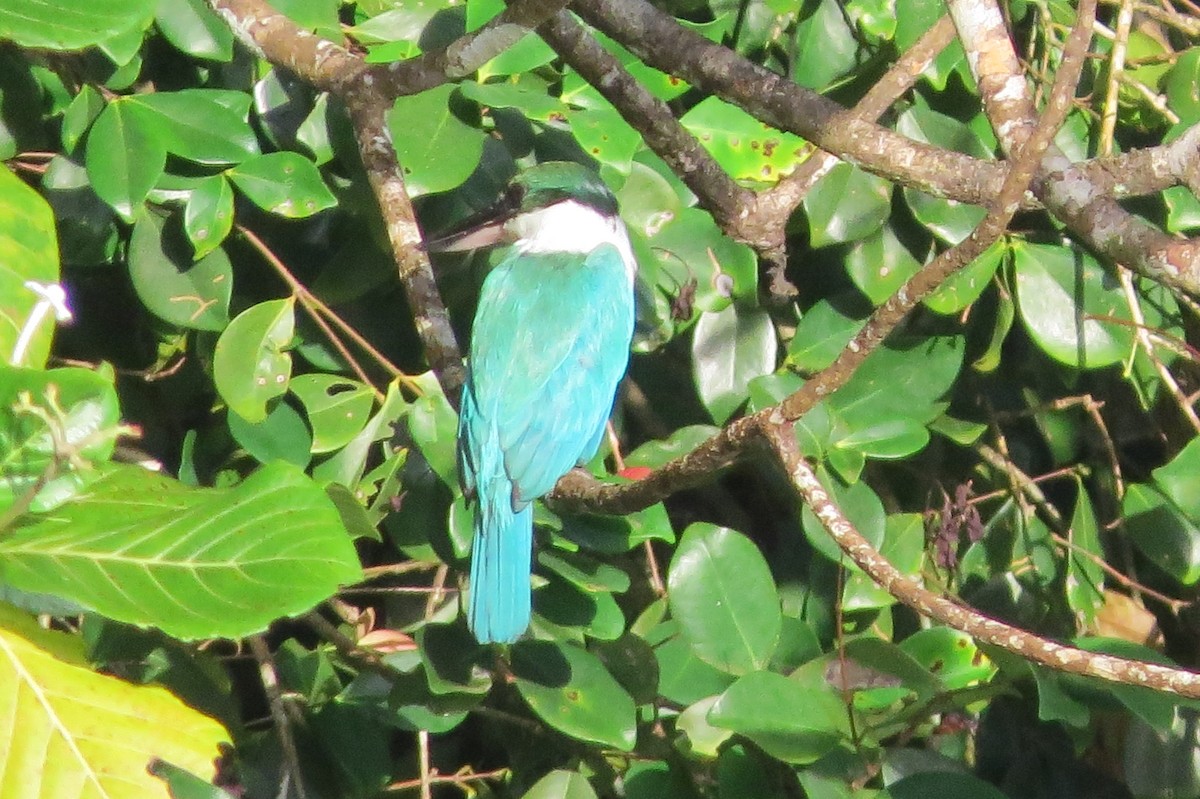 Collared Kingfisher - ML635587839