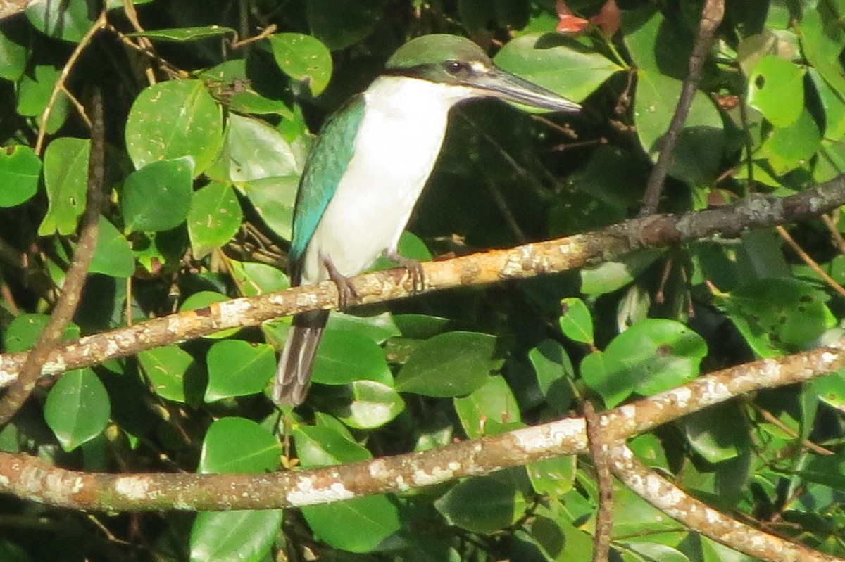Collared Kingfisher - ML635587847