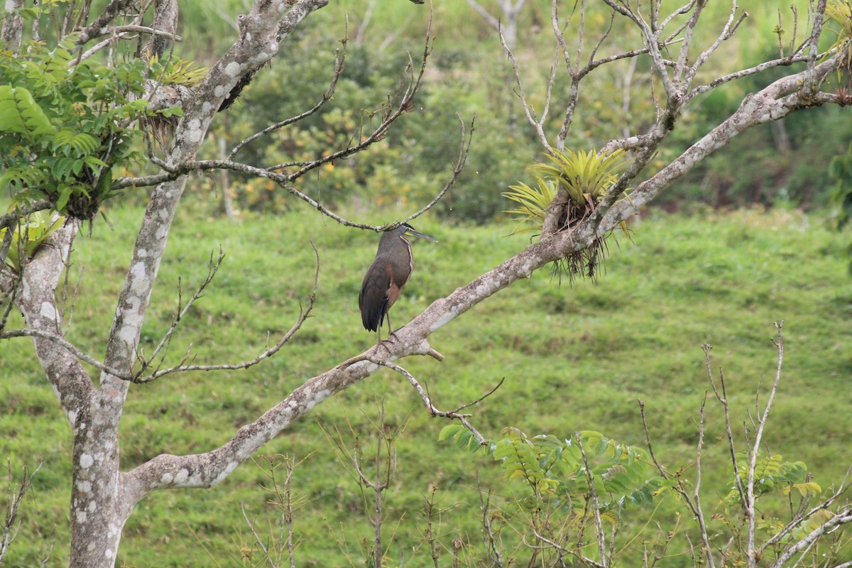 Bare-throated Tiger-Heron - ML635587919