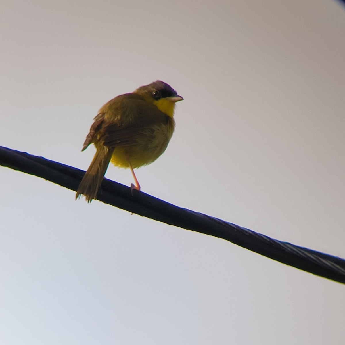 Gray-crowned Yellowthroat - ML635588049