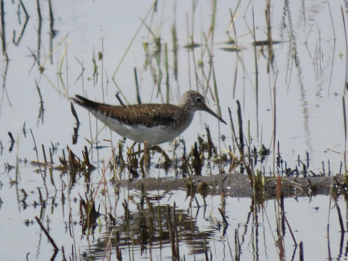 eremittsnipe - ML635588067
