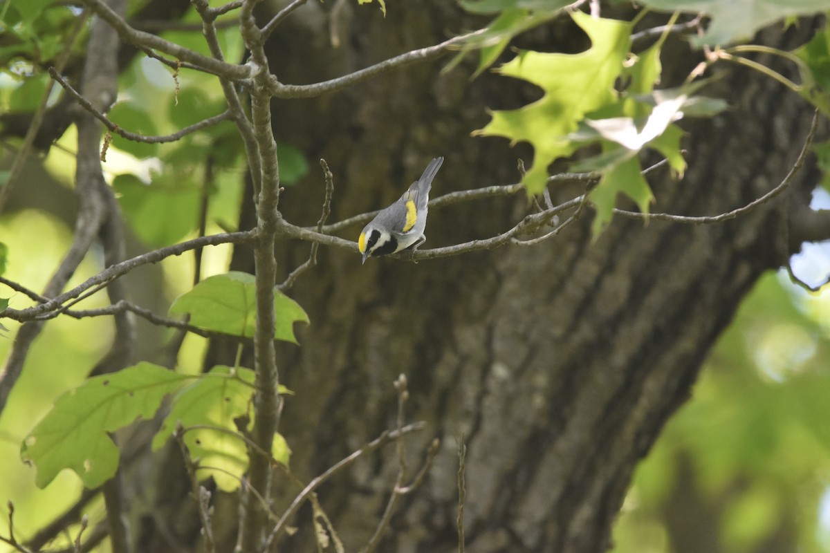 Golden-winged Warbler - ML635588084
