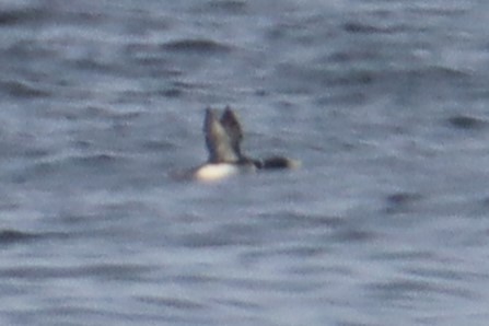Plongeon à bec blanc - ML635588105