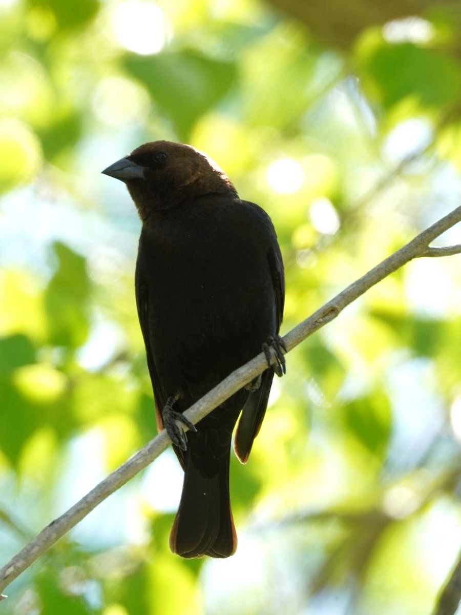 Brown-headed Cowbird - ML635588109