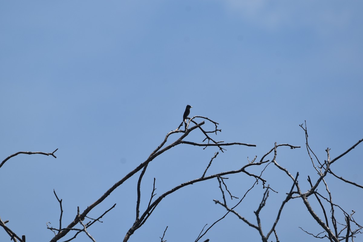 Olive-sided Flycatcher - ML635588147
