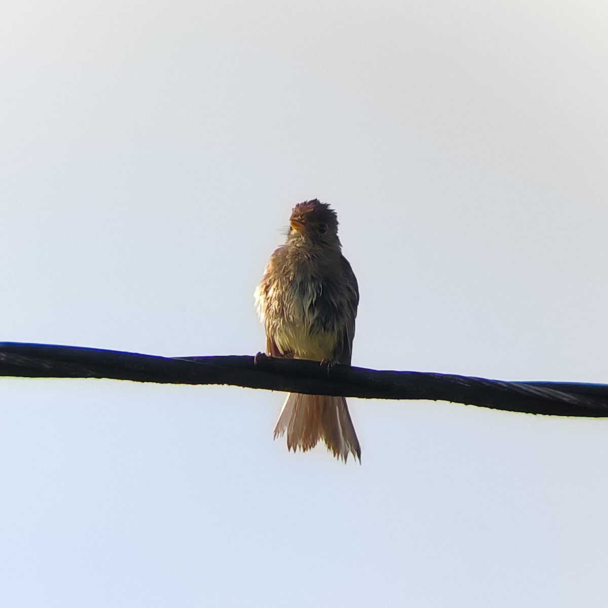 White-throated Flycatcher - ML635588178