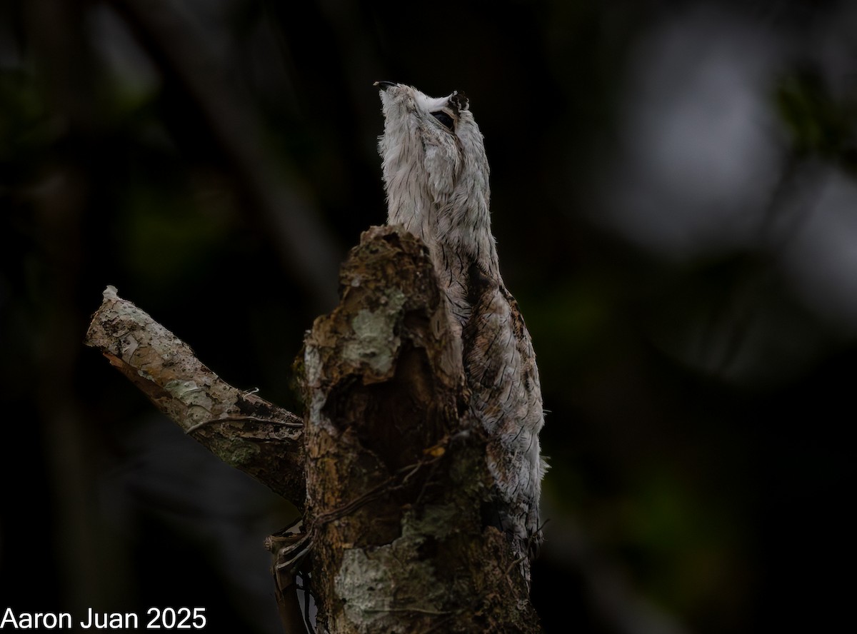 Northern Potoo - ML635588214