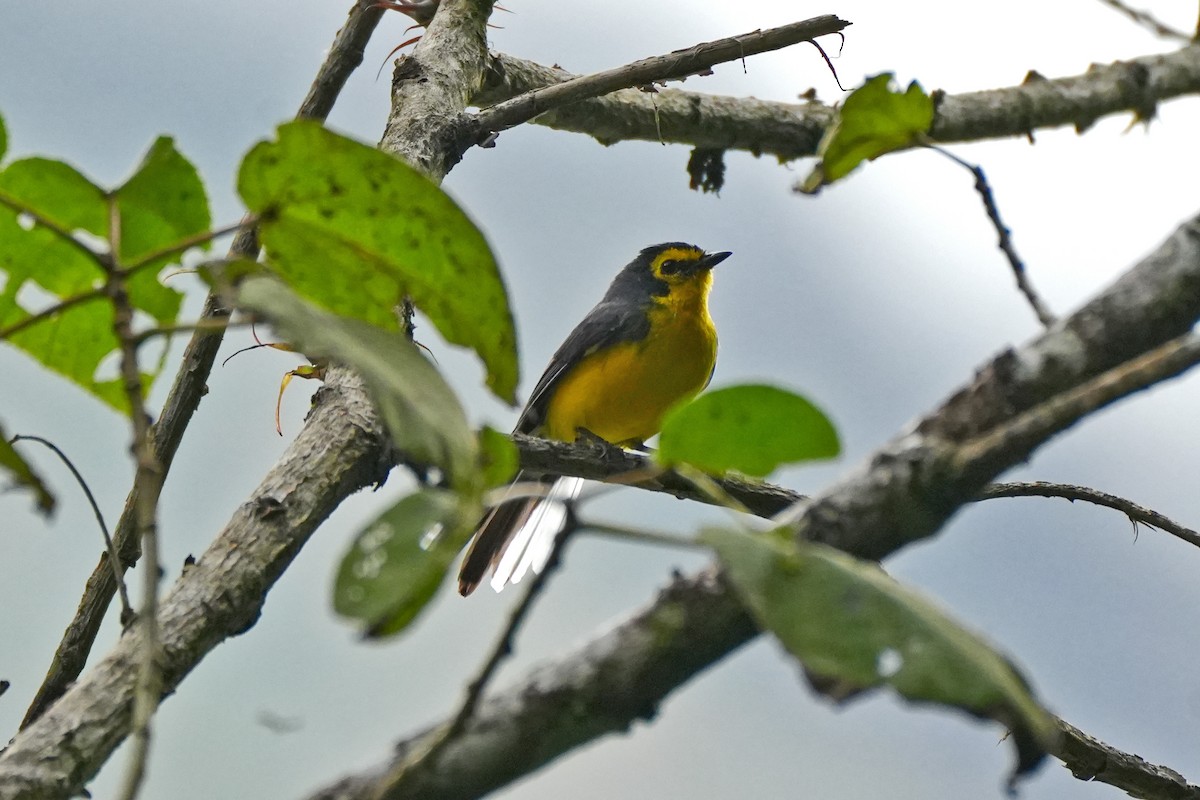 Spectacled Redstart - ML635588240