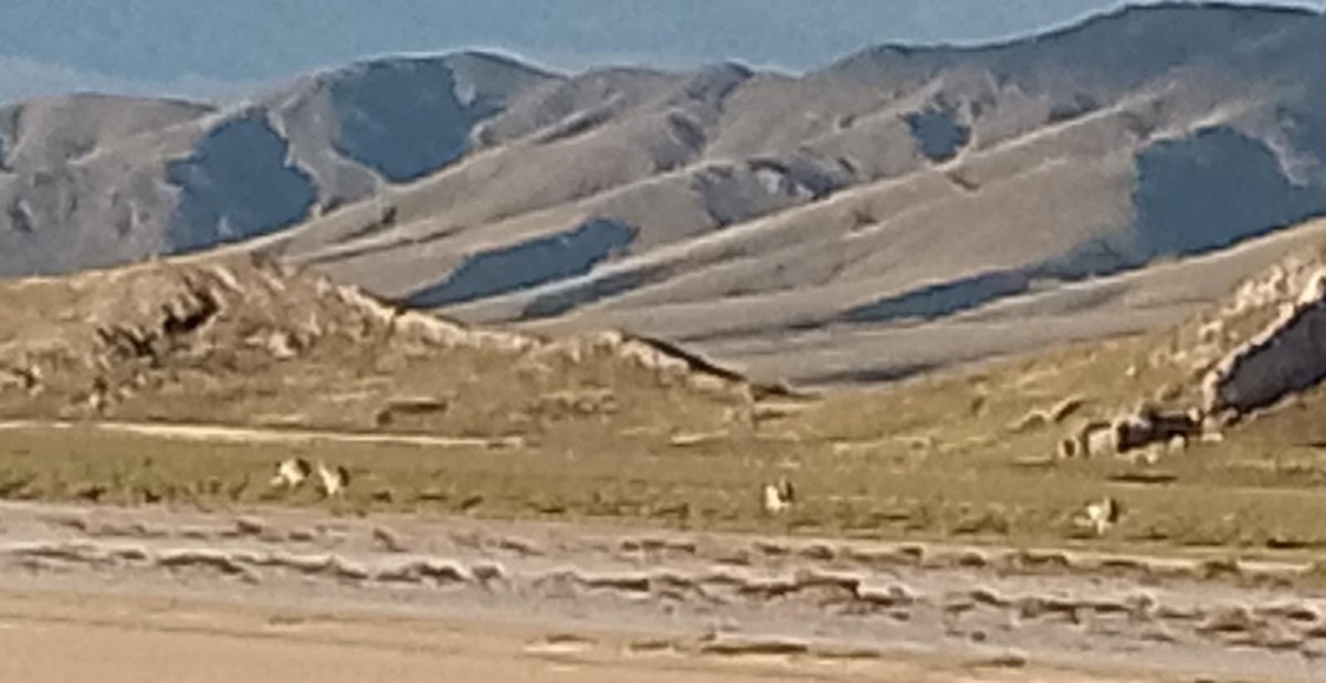 Lesser Rhea - ML635588246