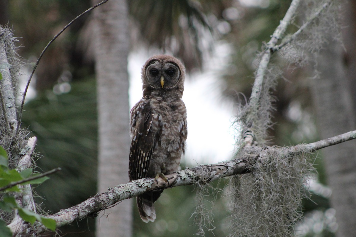 Barred Owl - ML635588258