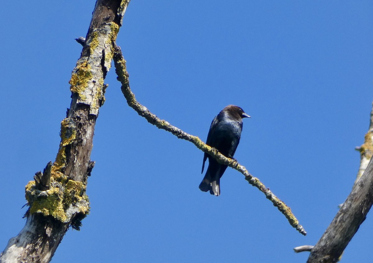 Brown-headed Cowbird - ML635588282