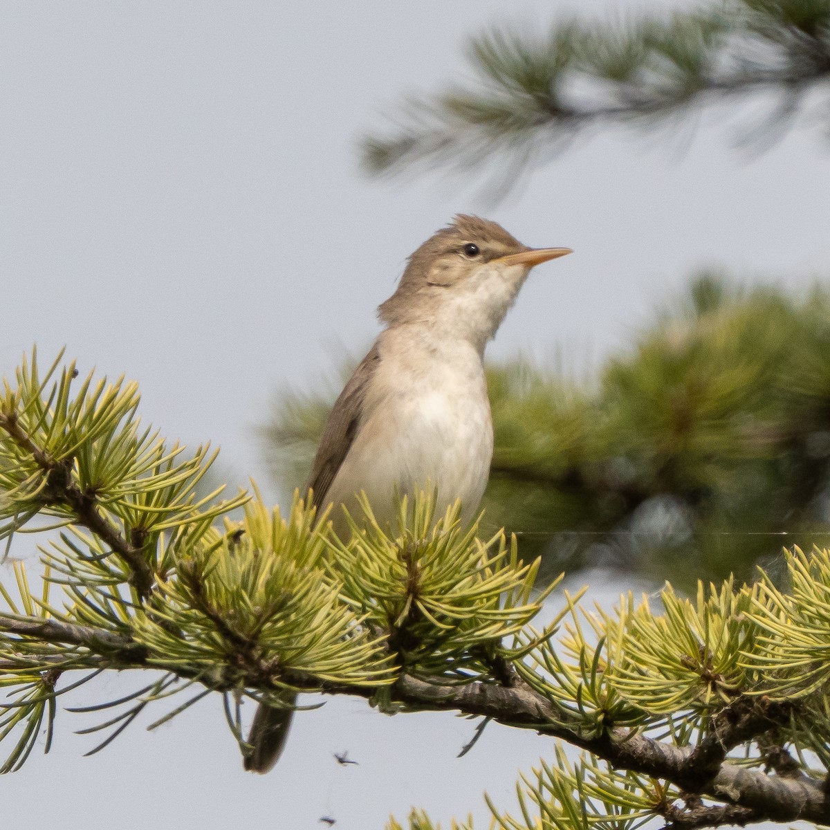 Eastern Olivaceous Warbler - ML635588312