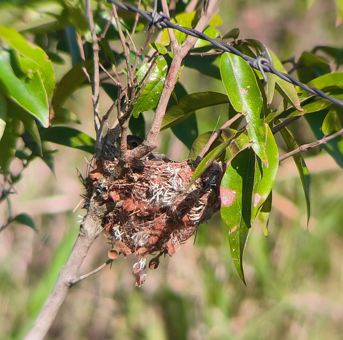 Dusky-capped Flycatcher - ML635588425