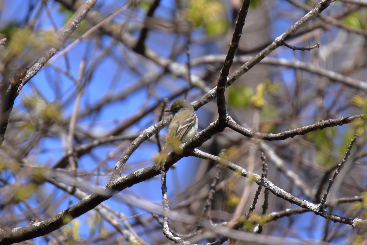 Least Flycatcher - ML635588447