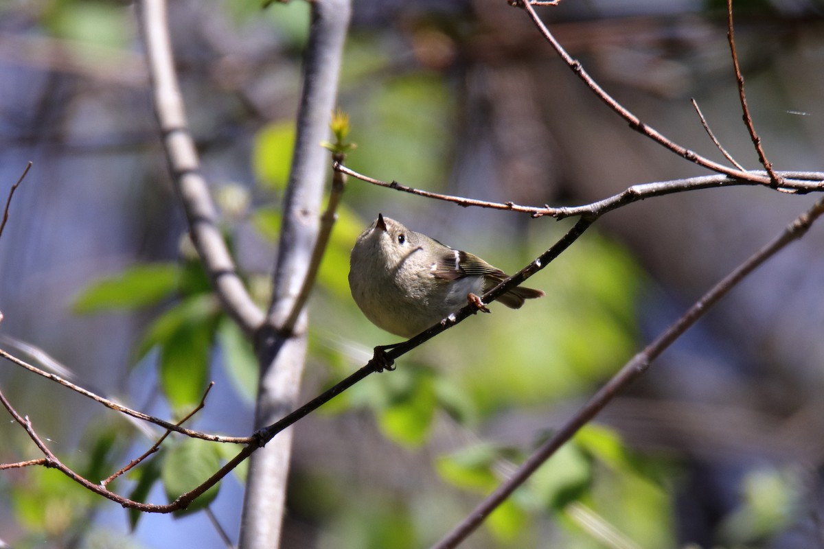 Ruby-crowned Kinglet - ML635588456