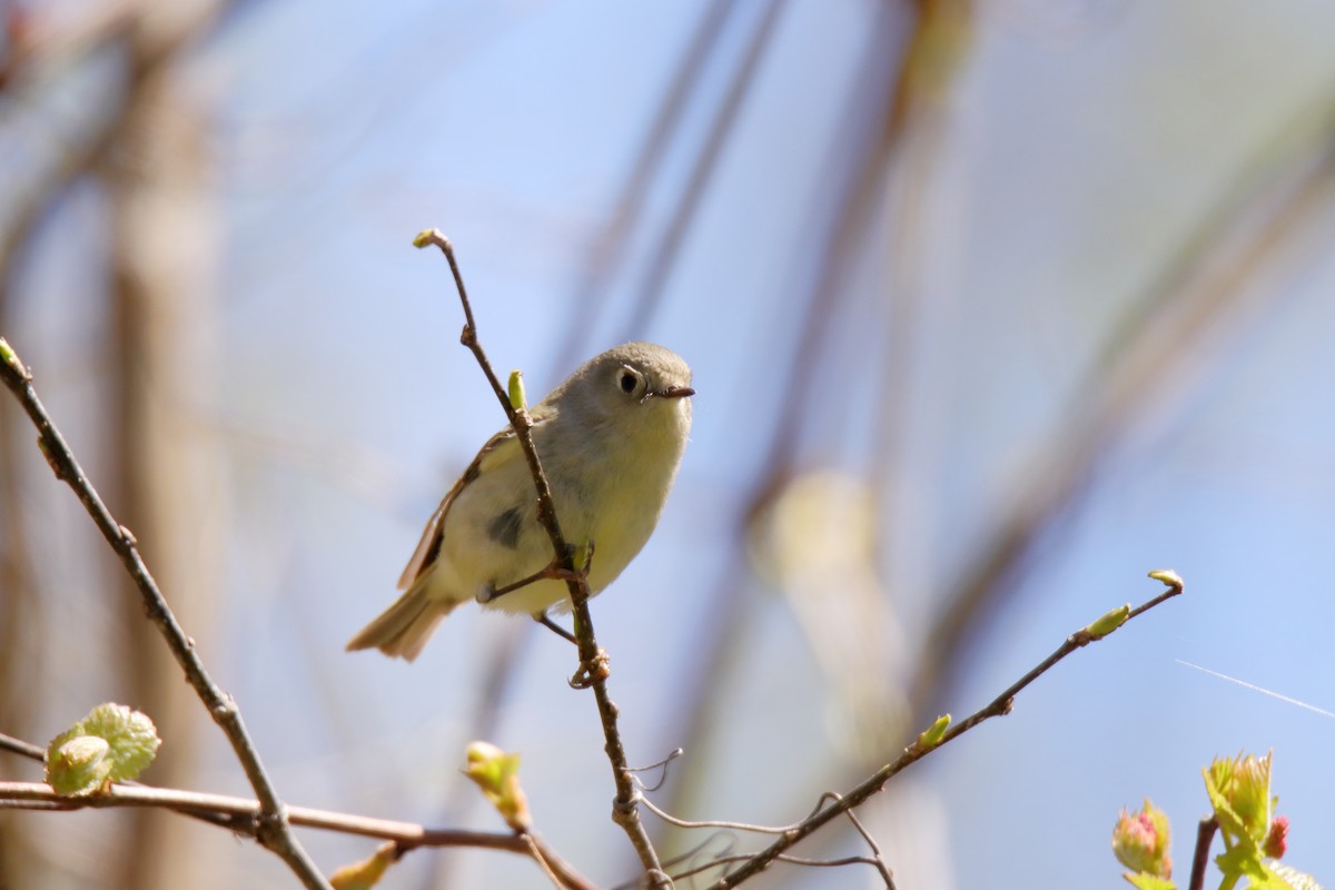 Ruby-crowned Kinglet - ML635588462