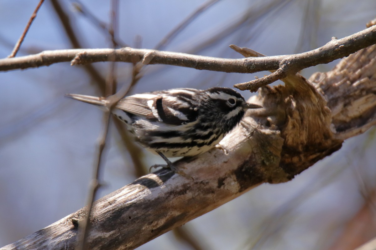 Black-and-white Warbler - ML635588470