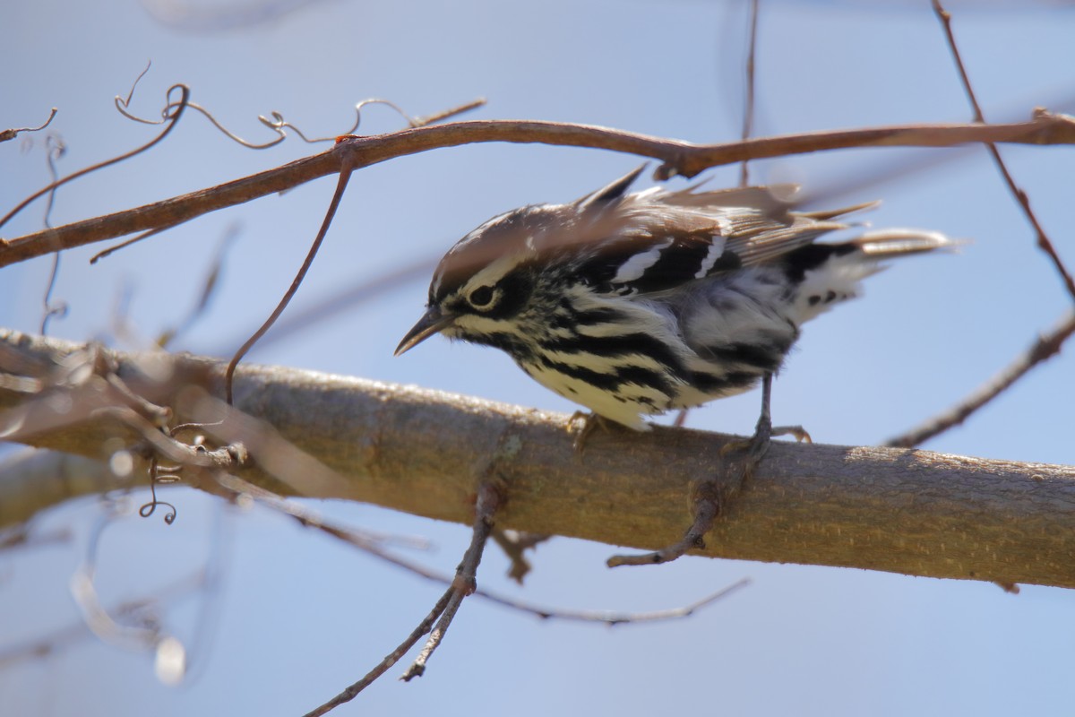 Black-and-white Warbler - ML635588471