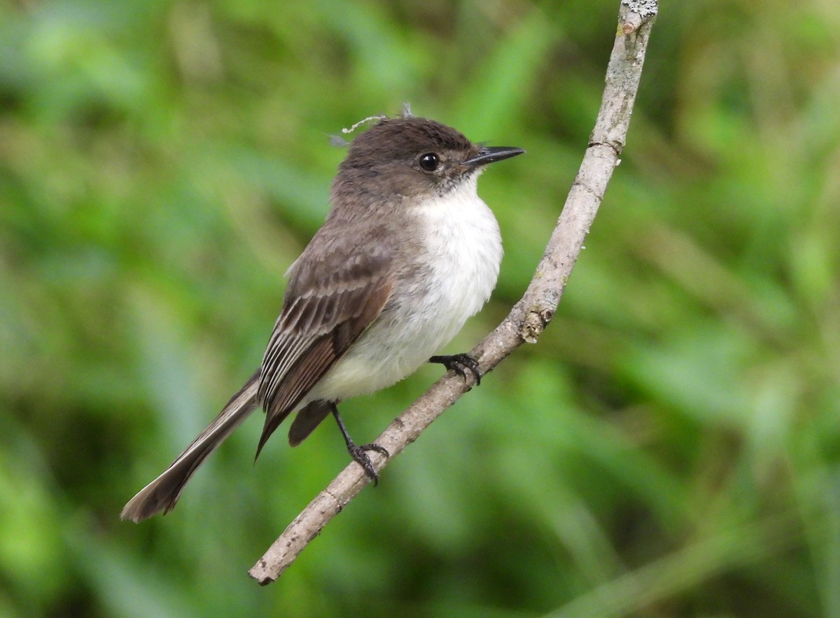 Eastern Phoebe - ML635588473