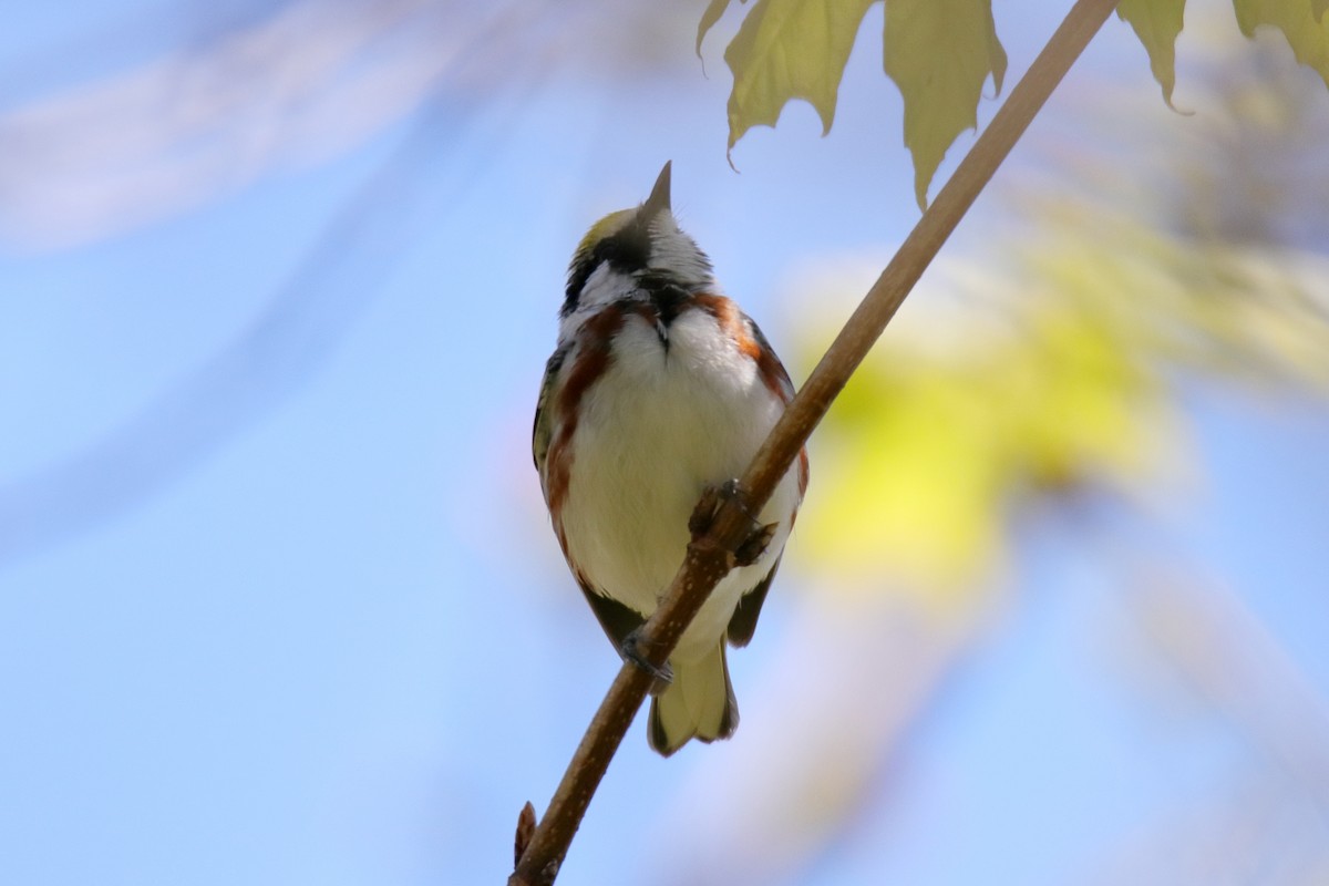 Chestnut-sided Warbler - ML635588486
