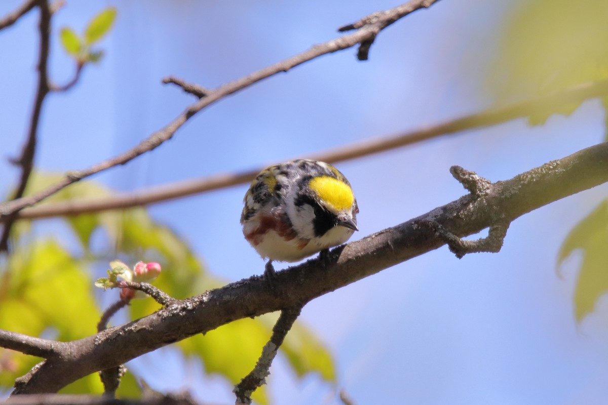 Chestnut-sided Warbler - ML635588487