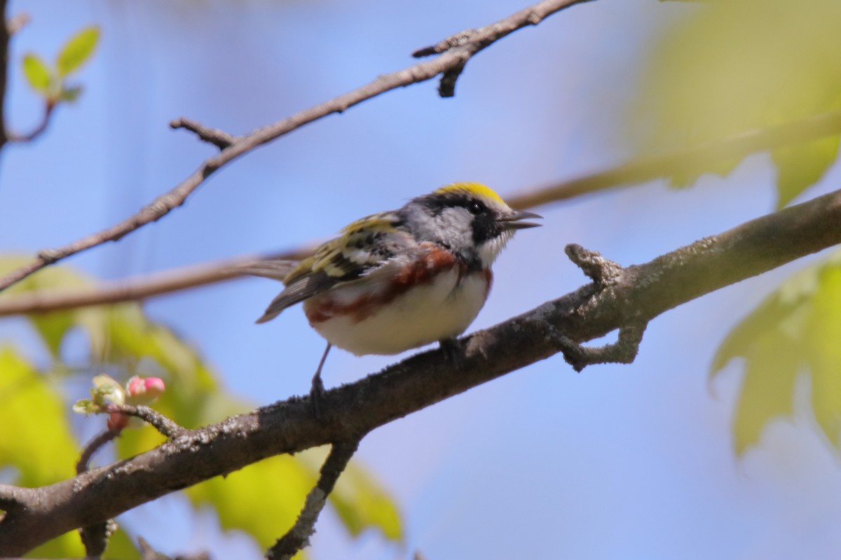 Chestnut-sided Warbler - ML635588488