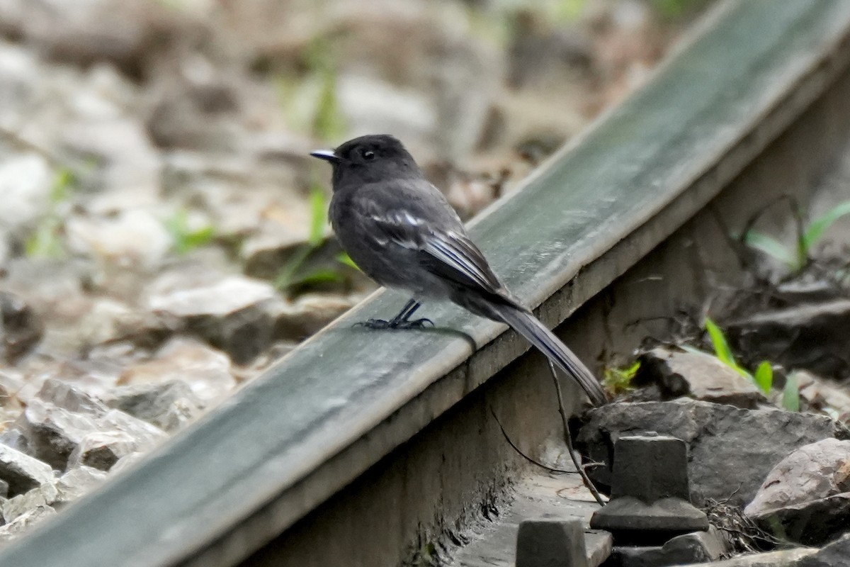 Torrent Tyrannulet - ML635588494