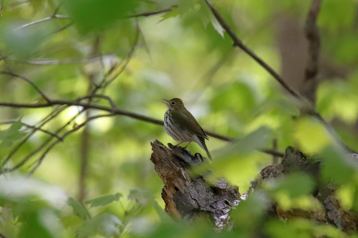 Ovenbird - ML635588498