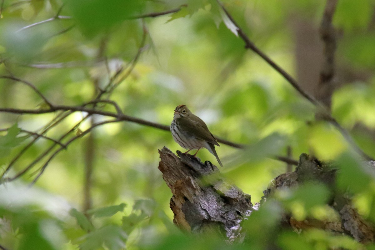 Ovenbird - ML635588499