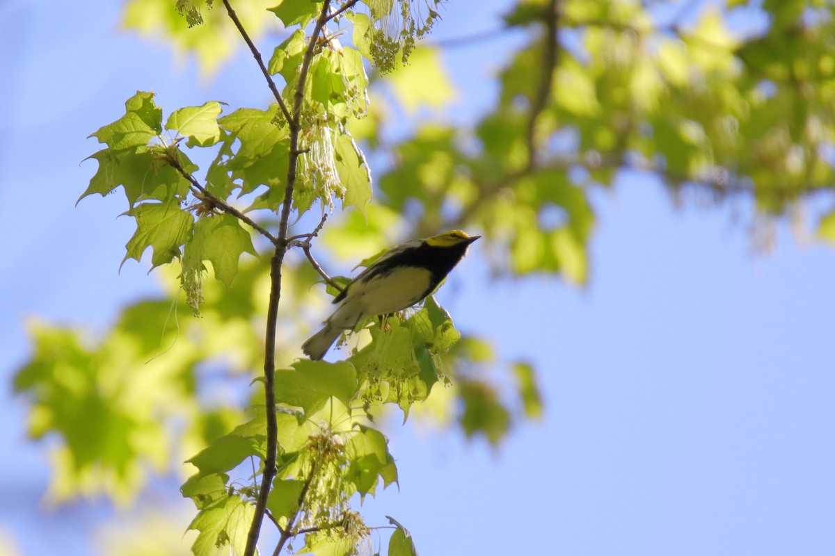 Black-throated Green Warbler - ML635588505