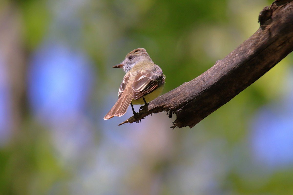 Great Crested Flycatcher - ML635588516