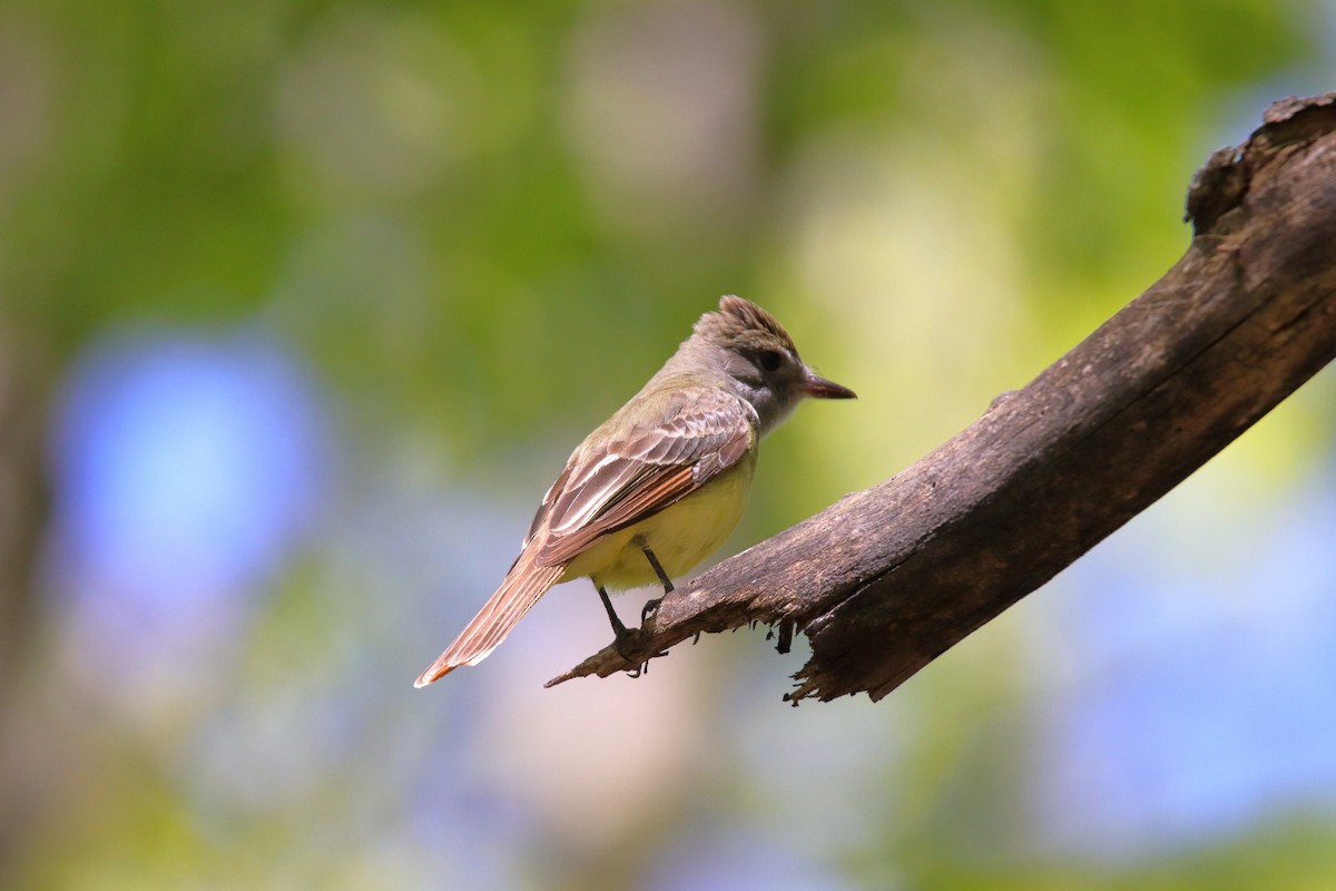 Great Crested Flycatcher - ML635588517