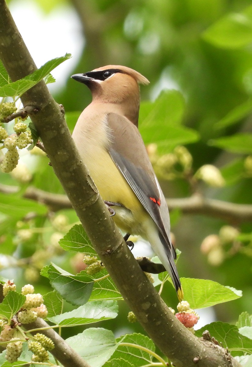 Cedar Waxwing - ML635588518