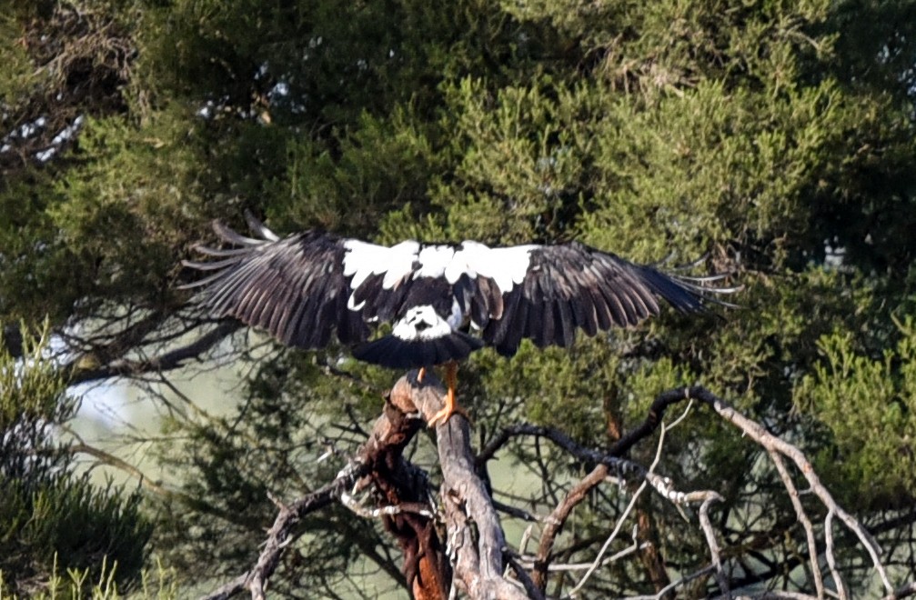 skjæregås - ML635588524